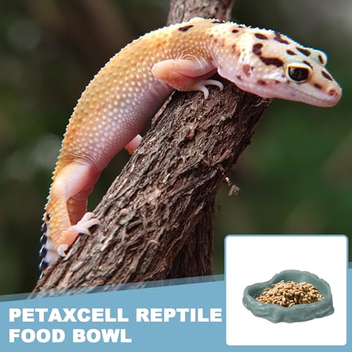 Reptile Food Bowl, Reptile Feeding Dish Corner Bowl Water Resin Rock Worm Feeder Dish l (9.8 in, Glow Dark Green), Intended for Lizards/o/Scaled Pet/Leopard/Spiders