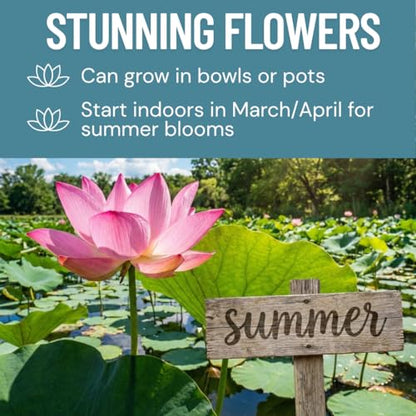 Lotus Seeds for Planting – 30 Pack Water Lotus Flower Seeds, Grow in Bowl, Koi Pond or Container, Easy Aquatic Bonsai Plants, Fast Germination Water Garden Flowers, Beginner Friendly