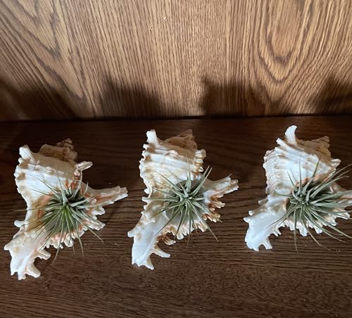 4 Pack 4-5 inches Conch Shells for Decorating air Plant Holders Unique Succulent Pot Betta Fish Tank Decoration Aquarium décor Fish House for Aquarium Beach Theme Party (No Plants)