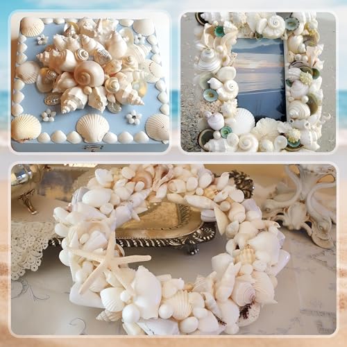 Silver White Sea Shell Mixed Ocean Shells Set, 1.2"-2.6" Various Sizes Natural Seashell & Starfish for Beach Themed Decor, DIY Crafts, Vase Fillers, Fish Tank, Home, Wedding & Party Decoration