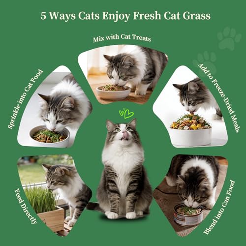 Cat Grass Kit for Indoor Cats - 5 Harvests Cat grass Growing Kit with Wooden Planter, 5 Seed Packets, 6 Soil Disks, Spray Bottle, Tools & Scissors - Natural Hairball Control for Nipping & Nibbling