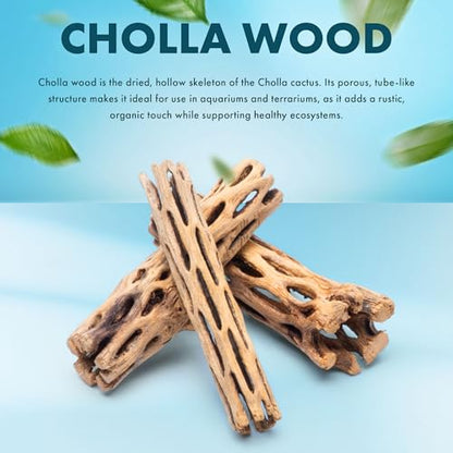 Natural Cholla Wood - Driftwood for Aquariums, Air Plant Base, Hermit Crab and Freshwater Shrimp Hideout, Fish Tank Decoration, Chinchilla Chews, Reptile Habitat Wood - 6 Inch, 2pc - size: 6 inch (Pack of 2)