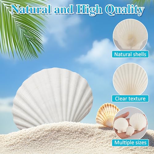 30PCS Natural Scallop Shells, 3 Size White Sea Shells for Crafts, 1.5"/2.3"/3" Real Seashells from Beach for DIY Painting Home Décor Wedding Ocean Beach Theme Party, Fish Tank and Vase Filler