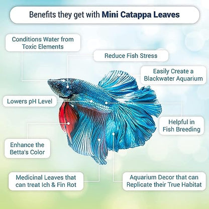 SunGrow 100 pcs Catappa Indian Almond Leaves for Betta Fish Tank Aquarium, 2” Water Conditioner Leaves, Leaf Also Suitable for Shrimp, Goldfish, Guppy and Frogs
