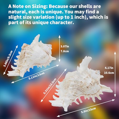 Fish Decorations for Tank, 2 Pack Large Natural Conch Shell, Branched Murex, Large Seashells Aquarium Decor Ornaments, Home Decorations, DIY Crafts