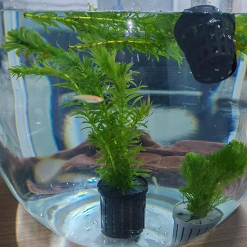 Fish Tank Plant Holder | 4 Pieces Suction Cups Cultivation Cups | Aquarium Plant Pots | for Fish Tank Betta Shrimp Freshwater Terrarium Home Workplace Decor