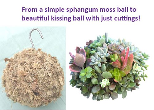 Sphagnum Moss Kokedama Ball Hanging - 4" Diameter Made in USA