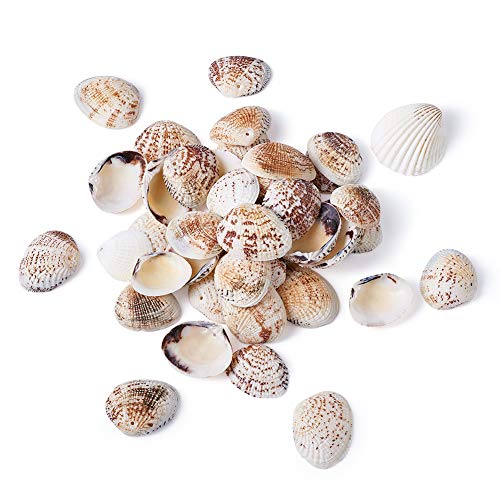 Craftdady About 110pcs/500g Natural Clam Beach Seashells 24-29x30-35mm Ocean Summer Jewelry Craft Making Natural Shell Bead Charms for Vase Filler Fish Tank Home Party Wedding Decoration - color: Natural Color, 24-29mm