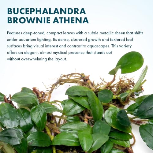 Bucephalandra Brownie Athena Live Aquarium Plant - Natural Freshwater Fish Tank Decorations, Aquatic Décor - Small Clump (3-5 Plants)