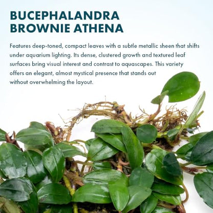 Bucephalandra Brownie Athena Live Aquarium Plant - Natural Freshwater Fish Tank Decorations, Aquatic Décor - Small Clump (3-5 Plants)