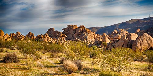 YongFoto Polyester Joshua Tree National Park Photography Background Stones Valley Cactus Shrub Bush Desert Sand Land Backdrop for Photoshoot Wild West Party 36x24 inches Dragon Tank Background - color: Yellow-2, size: 36x24 IN