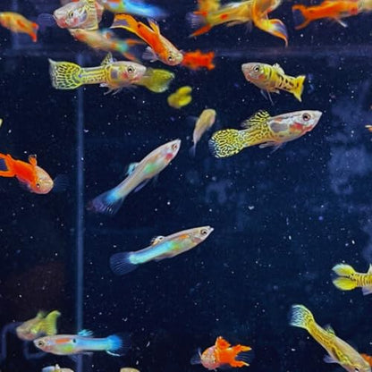 Neat&Tidy Assorted Endler Males (10 Fish Pack) - Live Fish for Aquarium Exotic Freshwater Live Fish, Live Aquarium Fish, Live Fish, Live Freshwater Fish Freshwater Fish Live Buy Live Fish