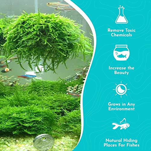 Java Moss 5-Pack Taxiphyllum Barbieri Portion Cups - Live Aquarium Moss for Freshwater Fish Tanks, Shrimp Breeding, Aquascaping, Low Light No CO2 Required