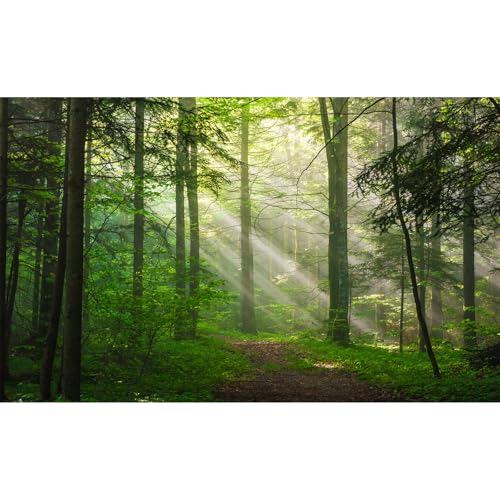 Sunrise Forest Aquarium Background Majestic Misty Morning Green Forests Fish Tank Background Scenic Tranquil Foggy Woodland Terrarium Backgrounds Green Meadow Plants Reptile Tank Backgrounds 36x18in