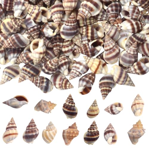Approx 290pcs(200g) Small Clam Cay Seashells Beach Spiral Sea Shell Mini Natural Conch Shells Crafts Accessories for DIY Fish Tank Vase Fillers Home Wedding Party Decoration - color: Muticolor