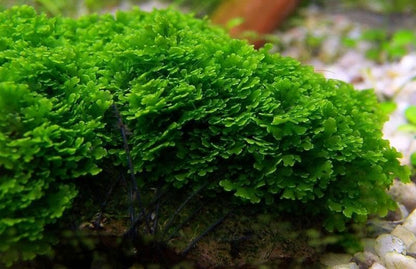 Live Aquarium Plants on Driftwood, Lava Rock, Moss, Fiber Mat - Freshwater Fish Tanks - Easy, Beginner Friendly (Mini Pellia on Stainless Steel Mesh, (1 Pack))