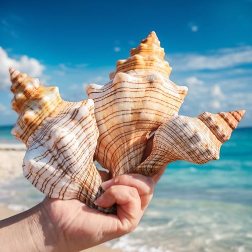 2PCS Conch Shells Large Natural Seashells | for Fish Tank, Beach Theme Party, Wedding Decor & Home Decoration | Coastal Decor for Aquarium, Crafting, Nautical Accents