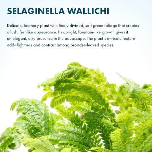 Live Terrarium Plants - Spikey Moss for Terrariums, Paludariums - Easy, Beginner Friendly (Selaginella Wallichi)