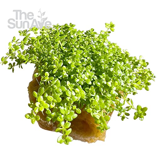 Dwarf Baby Tears Hemianthus Callitrichoides HC Live Aquarium Plants Freshwater Fish Tank