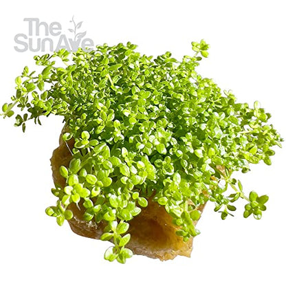 Dwarf Baby Tears Hemianthus Callitrichoides HC Live Aquarium Plants Freshwater Fish Tank