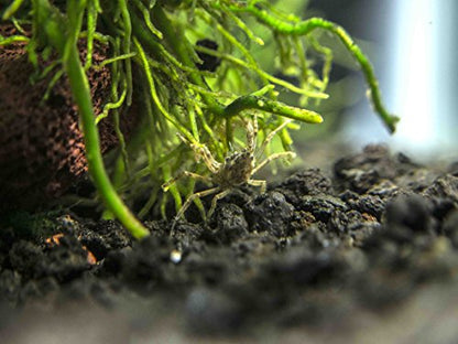 Aquatic Arts 30 Live Freshwater Micro Crabs (Limnopilos naiyanetri) Real Living Nano Tank Pet | Compatible with Dwarf Shrimp and Many Aquarium Fish