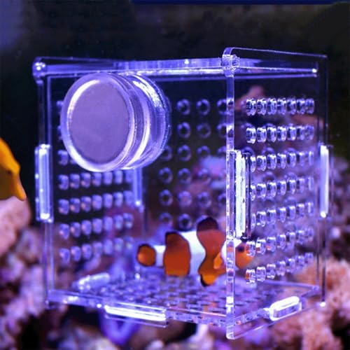 Acrylic Fish Breeding Box, Magnetic Fish Isolation Box Fish Separator for Aquarium Hatchery Incubator Tank for Baby Fishes Shrimp Clownfish Guppy (Medium, Reinforced Magnetic Model)