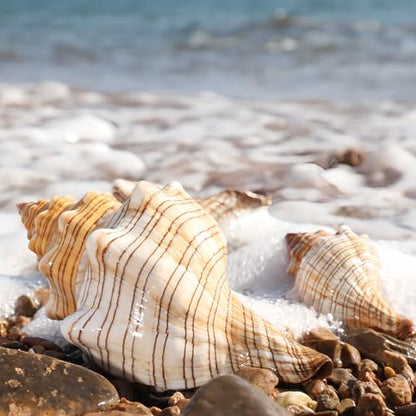 2PCS Conch Shells Large Natural Seashells | for Fish Tank, Beach Theme Party, Wedding Decor & Home Decoration | Coastal Decor for Aquarium, Crafting, Nautical Accents