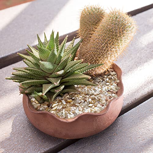 Crushed Shells for Crafts, Sea Shells for Kids DIY Art, Vase Fillers Table Scatter, Party Favor, Wedding Decoration, Succulents Plants Soil Cover, Art Crafts (Beige)