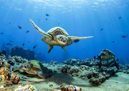BELECO 8x6ft Fabric Underwater Turtle Backdrop Undersea Swimming Turtle Tropical Fish Coral Reef Blue Deep Sea Background Aquarium Undersea Party Decorations Baby Shower Birthday Photo Prop