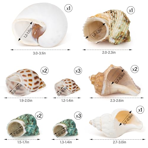 15PCS Hermit Crab Shells Include Small & Medium and Large (6 Types) Natural Seashells, for Hermit Crab Supplies and Replacement Sea Shells