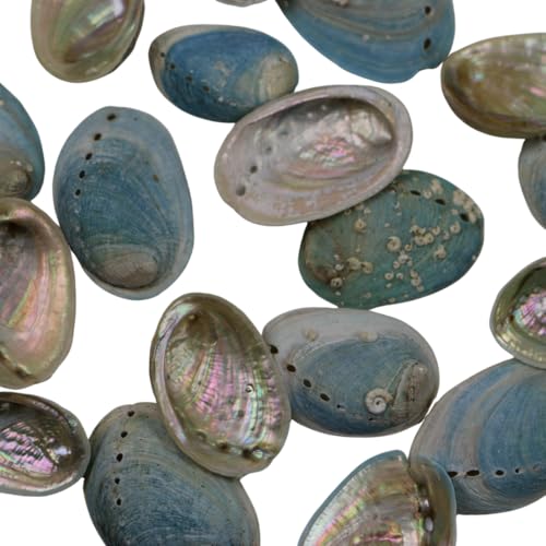 Small Farmed Abalone Paua Shells- Blue (Medium)
