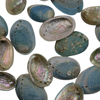 Small Farmed Abalone Paua Shells- Blue (Medium)