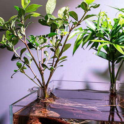 DONGKER Aquarium Plant Holder,6 PCS Reusable Fish Tank Hanging Plant Cups for 0.39"/0.3"-0.6" Aquarium Tank Glass Thickness - color: M