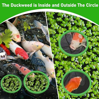 10Pcs Aquarium Floating Plant Rings and Fish Feeding Rings,Aquarium Floating Plant Corral,Floating Plant Rings Keep Your Plants in Place,Can Be Used to Framed and Frameless Aquariums (Green)