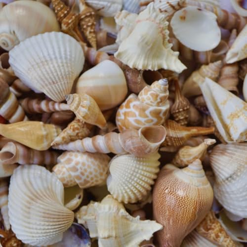 Sea Shells Mixed Beach Seashells, Various Sizes Natural Ocean Seashells Conch for Beach Themed Party DIY Crafts Fishtank Vase Fillers Home Wedding Decorations (15)