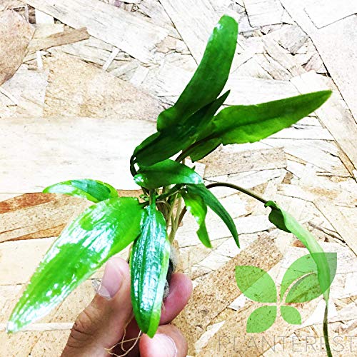 Cryptocoryne Wendtii Green Leaves Live Aquarium Plant Bunch Rooted BUY2GET1FREE