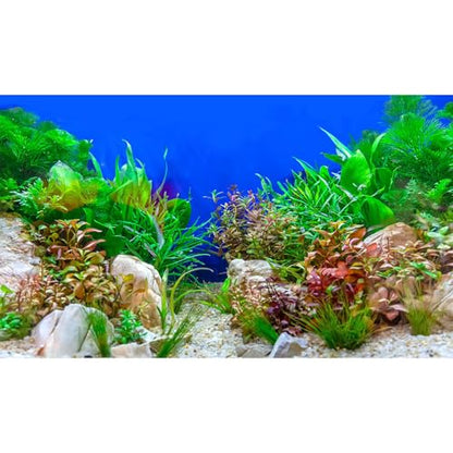 Underwater Green Aquatic Plants Aquarium Background Undersea Grass Rock Stone Sandbed Bottom Fish Tank Background Green Purple Seagrass On Blue Backgrounds Aquarium Reptile Tank Wallpaper 36x24in - size: 36(W)x24(H)inches/ 90(W)*60cm(H)