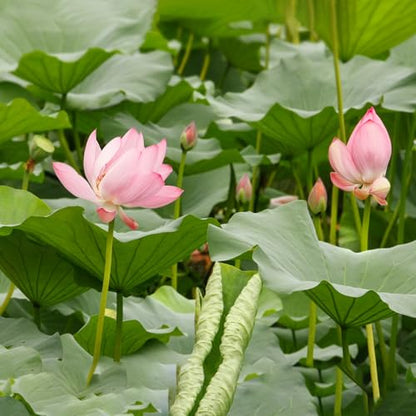 Doter Aquatic Soil for Plants - 2.2LBS, Clay Aquarium Soil Suitable for Small Ponds & Water Plants Like Lotus & Water Lily, Safe for Fish & Aquatic Life (Pack of 2) - size: 2.2 LBS (Pack of 2)