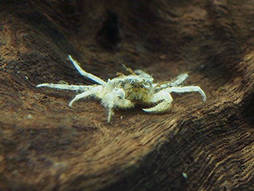 Aquatic Arts 30 Live Freshwater Micro Crabs (Limnopilos naiyanetri) Real Living Nano Tank Pet | Compatible with Dwarf Shrimp and Many Aquarium Fish