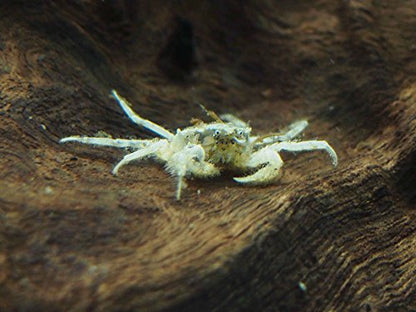 Aquatic Arts 30 Live Freshwater Micro Crabs (Limnopilos naiyanetri) Real Living Nano Tank Pet | Compatible with Dwarf Shrimp and Many Aquarium Fish
