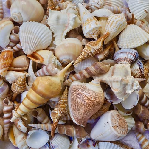 Sea Shells Mixed Beach Seashells, Various Sizes Natural Ocean Seashells Conch for Beach Themed Party DIY Crafts Fishtank Vase Fillers Home Wedding Decorations (15)