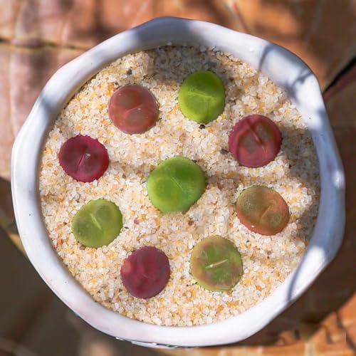 Aquarium Sand, 2lbs Beige Fish Tank Sand, Aquarium Gravel Substrate for Aquascaping, Vivariums, Terrariums, Plants and Crafts - color: Beige, size: 2 lbs