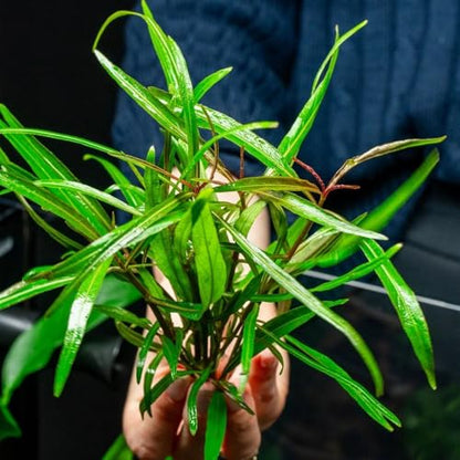 Live Plant - Hygrophila 'Araguaia' (Hygrophila lancea) - Moderate Care, High Light, Reddish-Brown Accent, Freshwater Aquatic Plant for Aquascaping - Lead Bunch