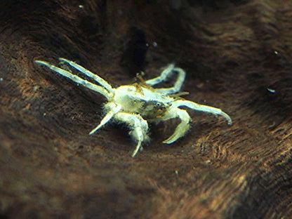 Aquatic Arts 30 Live Freshwater Micro Crabs (Limnopilos naiyanetri) Real Living Nano Tank Pet | Compatible with Dwarf Shrimp and Many Aquarium Fish
