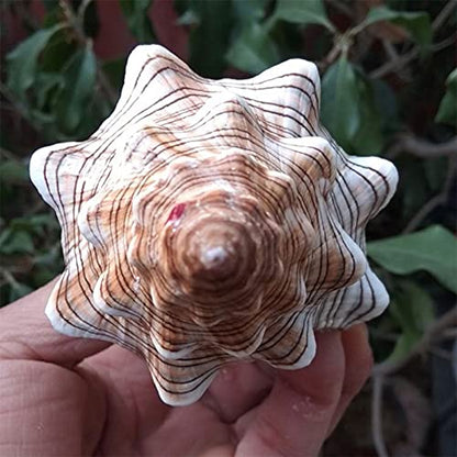 2PCS Conch Shell Large Natural Seashells Perfect for Fish Tank Wedding Decor Beach Theme Party Home Decorations
