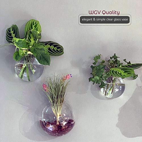 WGV Wall Hanging Planter Terrarium Bulk, Diameter 5", Clear Mounted DIY Succulents Air Glass Floral Container Vase, Tea Light Votive Candle Holder for Decoration 6 Pieces - size: 5"D
