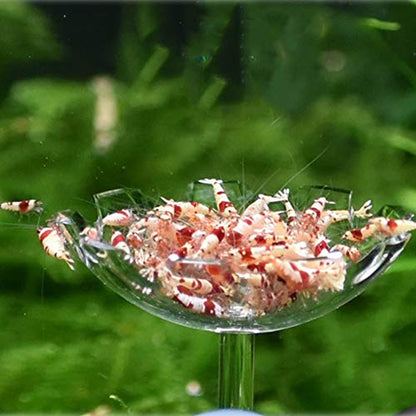 Shrimp Feeding Dish Shrimp Feed Dish, High Transparent Acrylic Material