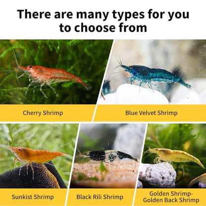 20+ Mixed Neocaridina Shrimp Assortment - Cherry, Fire Red, Blue Velvet & More |Live Freshwater Shrimp for Aquariums[10/20/30 Packs] (20)