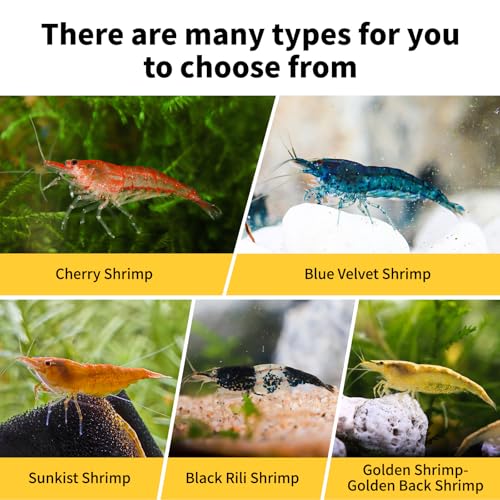 10+ Mixed Neocaridina Shrimp Assortment - Cherry, Fire Red, Blue Velvet & More |Live Freshwater Shrimp for Aquariums[10/20/30 Packs] (10)