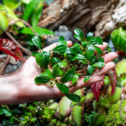 Bucephalandra Brownie Athena Live Aquarium Plant - Natural Freshwater Fish Tank Decorations, Aquatic Décor - Small Clump (3-5 Plants)